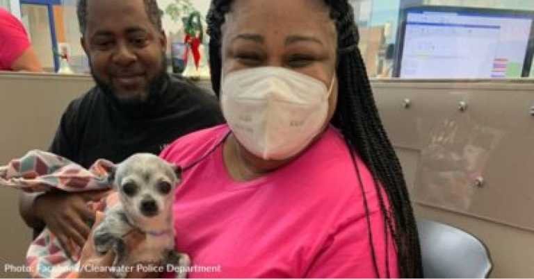 Missing Dog, Tiny, Reunited With Family After Journeying All By Herself To Different Town