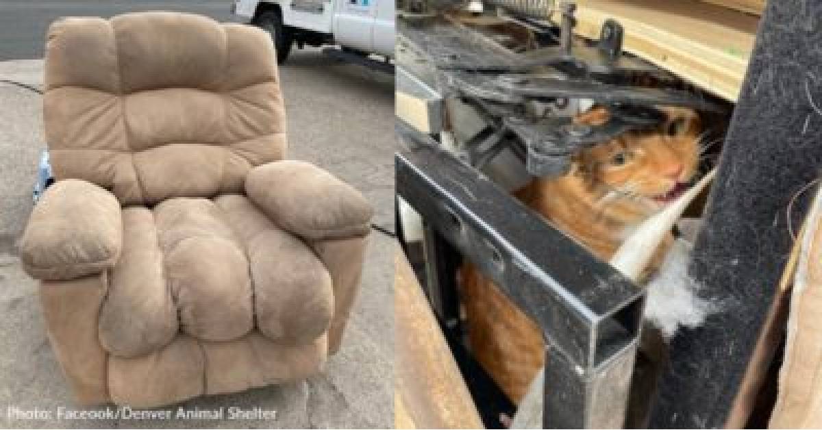 Thrift Store Workers Find Cat Inside Donated Recliner
