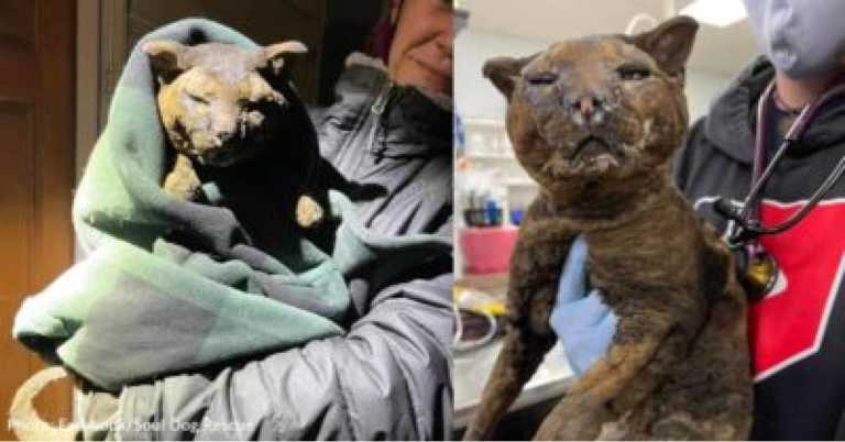 After Being Burned Beyond Recognition, Rescued Cat Reunited With Owner Thanks To Microchip