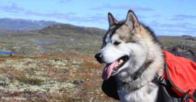 Hero Dog Saves Injured Hiker By Keeping Him Warm Until Help Arrives