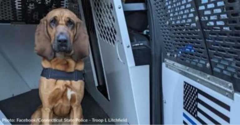 Hero Police Dog Uses Her Nose To Find Missing Girl