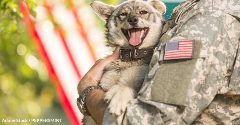 How Breed Restrictions Split Up Military Families