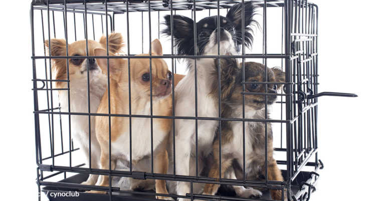 Canine Breeders Deny Puppies The Playtime They Need For Proper Development