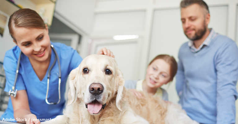 Know The Risks Of Cancer When It Comes To Your Pet