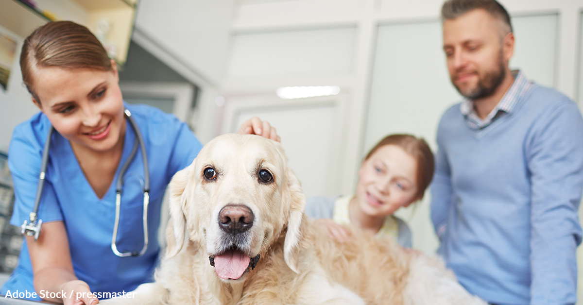 Know The Risks Of Cancer When It Comes To Your Pet | 12 Tomatoes