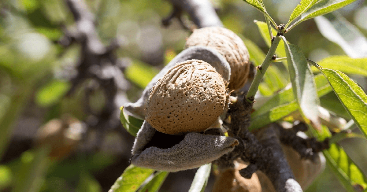 Almond Tree