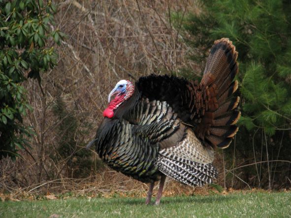 Male Turkey