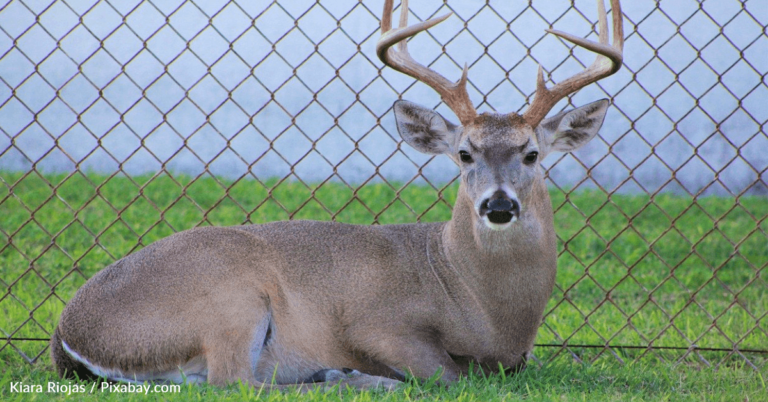 Baker Creates Life-Size Deer Wedding Cake For Couple
