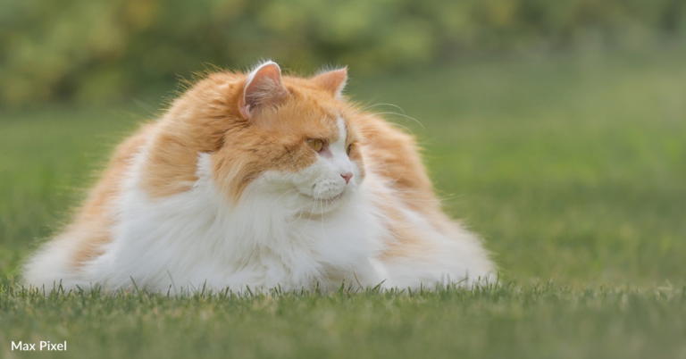 Stray Cat Offers Stranger A High Five To Take Her Home