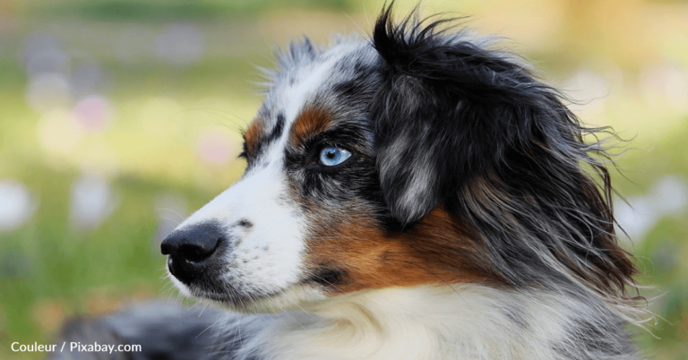 Owner Secretly Films Dog’s Reaction To Having The Pool To Himself