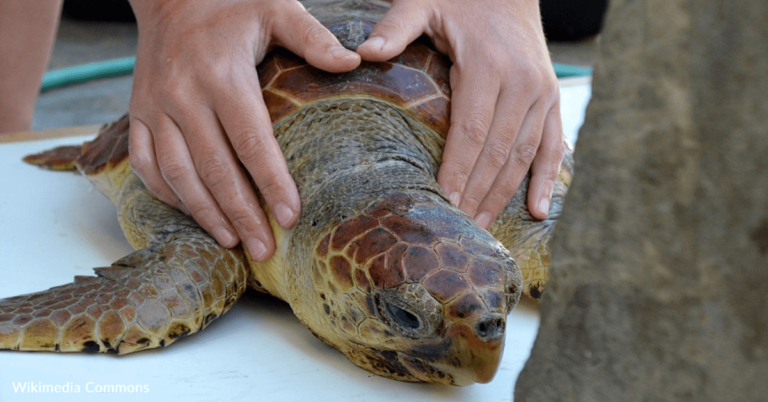 Steve Irwin’s Wildlife Hospital Has Saved Over 100,000 Animals