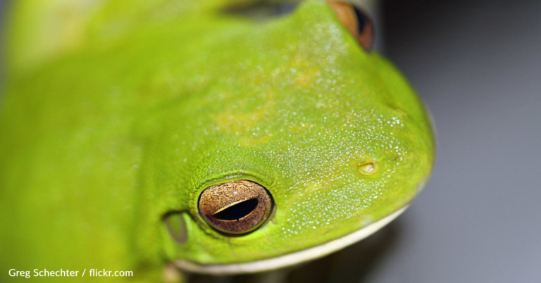 Obese Tree Frog Starts Weight Loss Journey In New Forever Home