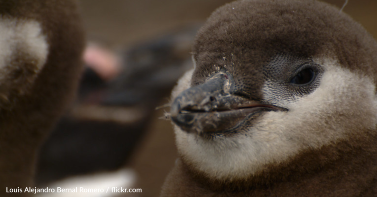 Penguin Who Overcame Her Own Struggles Inspires Kids With Disabilities