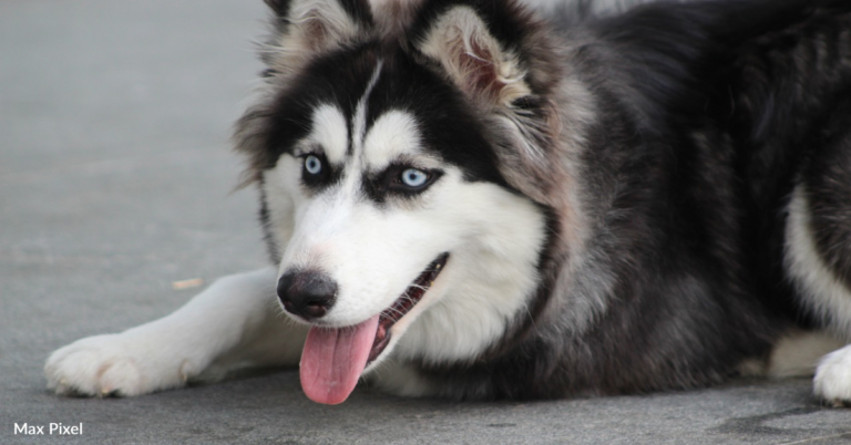 Husky Meets His New German Shepherd “Brother” For The Very First Time