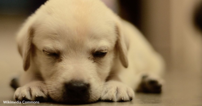 Rescuers Found Puppies Covered In Mud Under A Bus And Gave Them A New Life