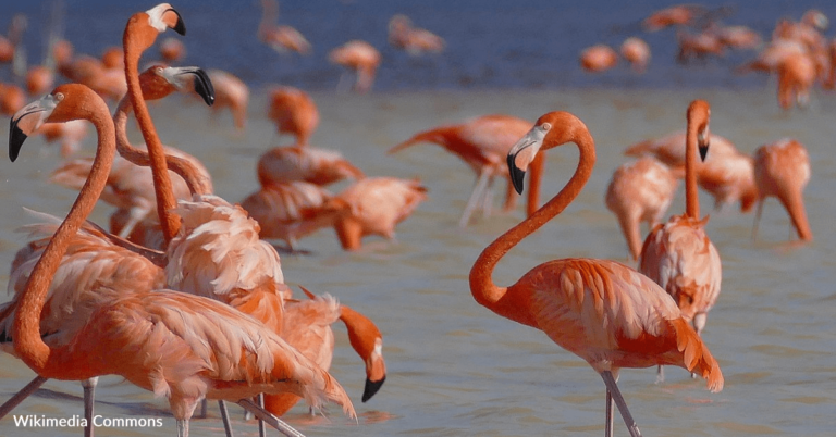 Pink Flamingos Are Returning To Florida’s Wetlands