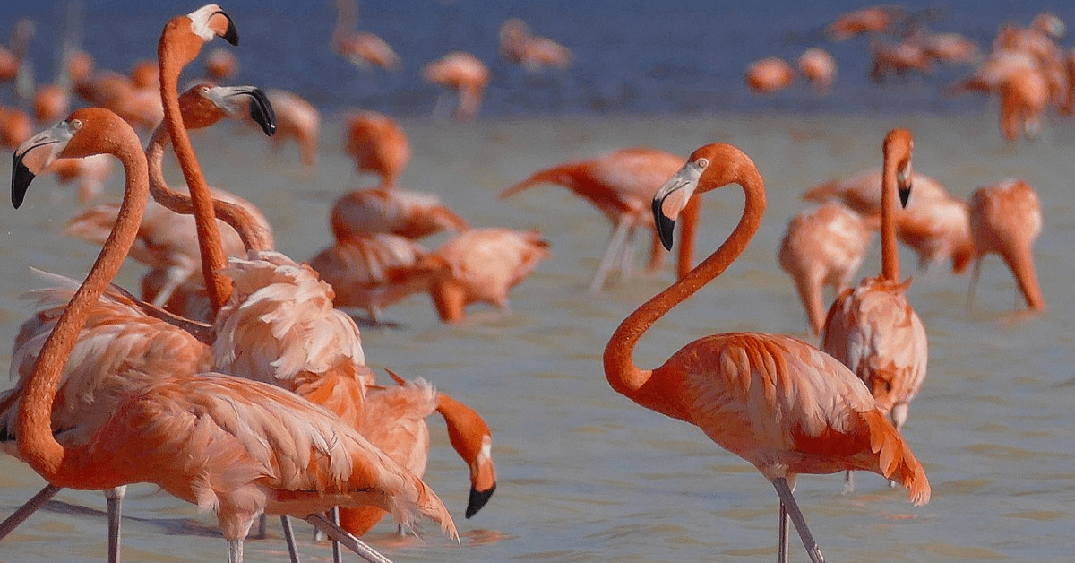 American Flamingos