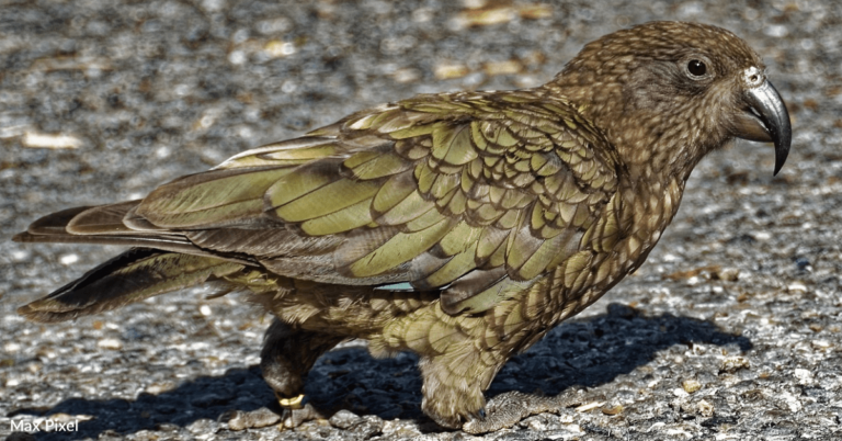 Parrot Steals Family’s GoPro At National Park And Films Its Getaway