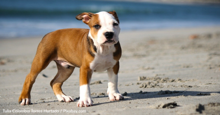 Puppy Stolen For Suspected Dog Fighting Was Reunited With Owner