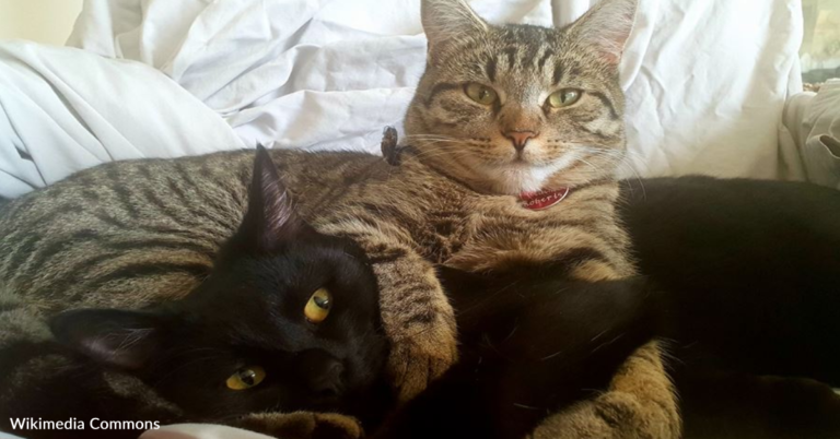 Cats Go Viral For Their Sweet Relationship With Each Other