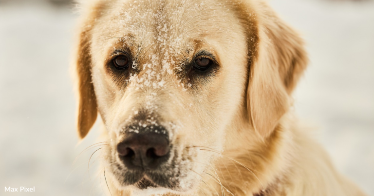 Dog Rescued From Kill Shelter Performs Ice Skating Shows To Raise Money For Charity