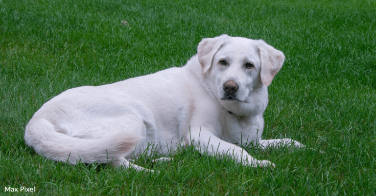 Dog Insists On Joining Newlyweds In First Dance