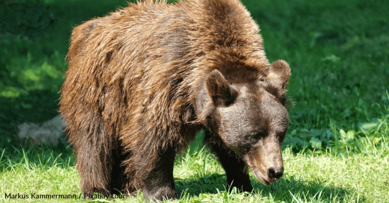 Camper Opens Tent To Find Bear Searching Food Right Outside