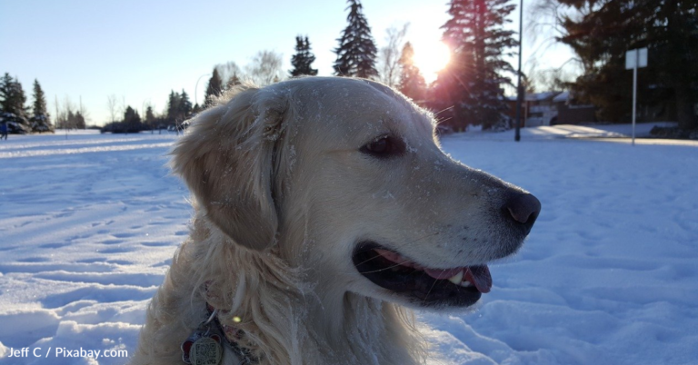 Golden Retriever Rescued From Freezing Pond After Falling Through Thin Ice