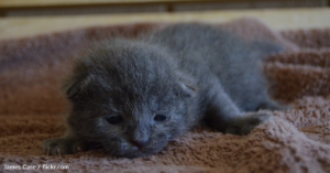 grey kitten