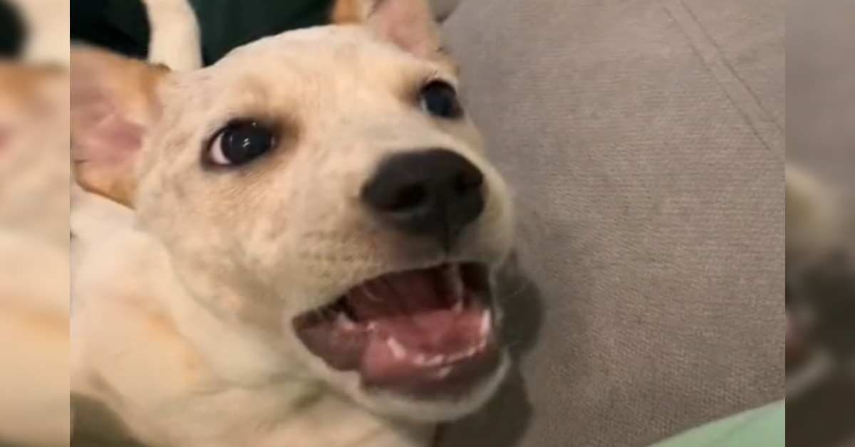 Reese