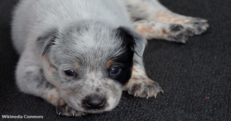 Deaf Dog Tries Her Very Hardest To Let Out A Bark