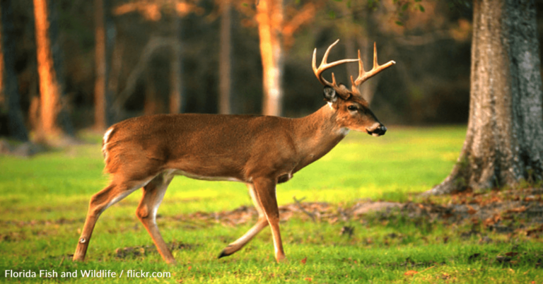 Man Calls “Buddy” And Giant Buck Strolls In Through The Door For A Snack