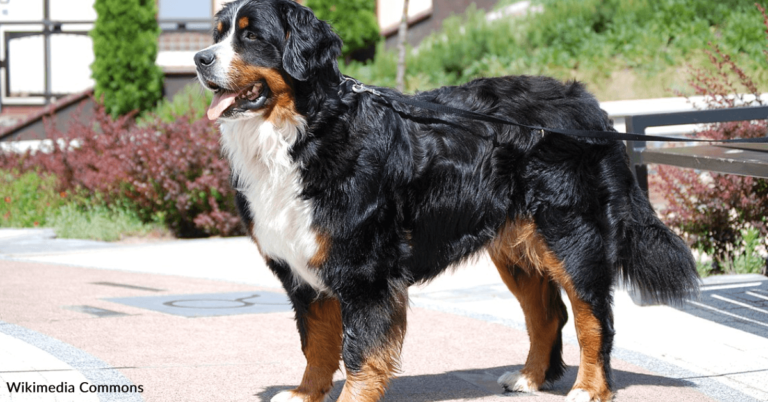Girl Talks To Dog Over 1,000 Miles Away Using Doorbell Camera