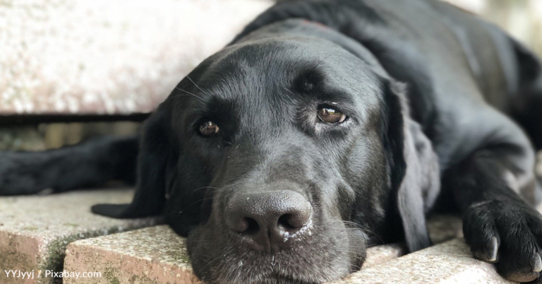 Stray Dog Ran From Help But Rescuers Refused To Give Up On Her