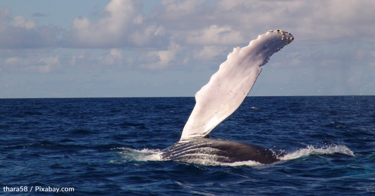 Iceland To End Whaling By 2024 Because There’s A Lack Of Demand