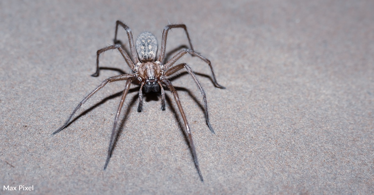 Woman Impales Herself With High Heel Fleeing From Giant Spider | 12 ...