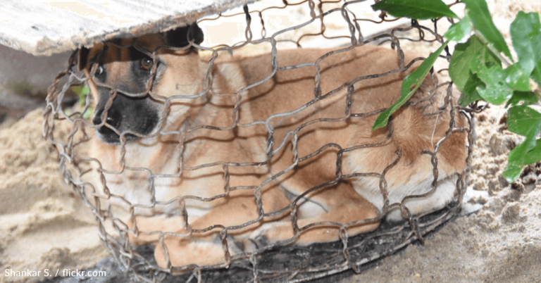 Over 100 Dogs Rescued From South Korea’s Meat Trade