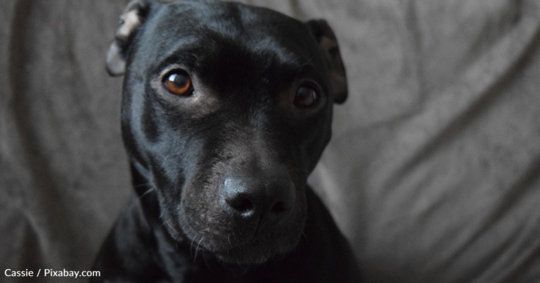 Puppy With Severely Embedded Collar Hides In Abandoned House