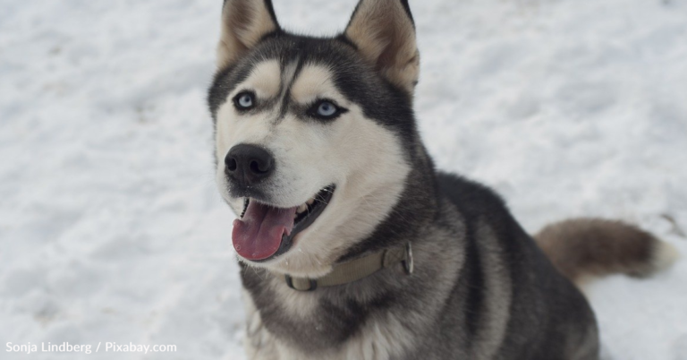 Pack Of Huskies Howl Birthday Song For Their Friend