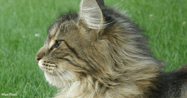 Blind Cat Goes Viral For His Mesmerizing ‘Cosmic Moon’ Eyes