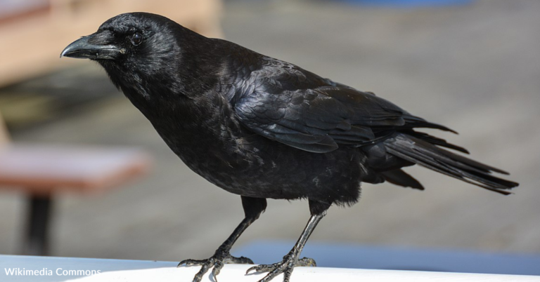 Swedish City Uses Wild Crows To Clean Up Litter