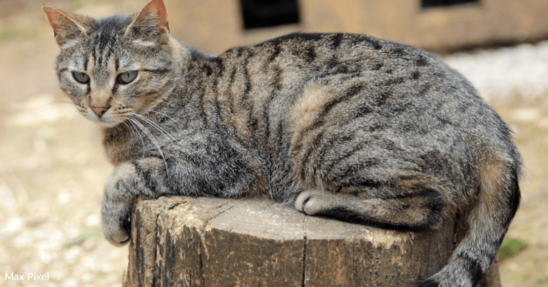 Missing Maine Cat Reunited With Family 7 Years Later