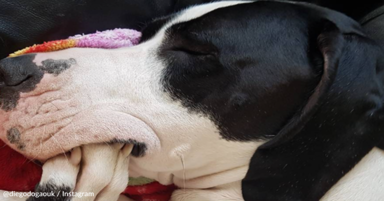 London’s “Largest Dog” Is So Big He’s Often Mistaken For A Cow