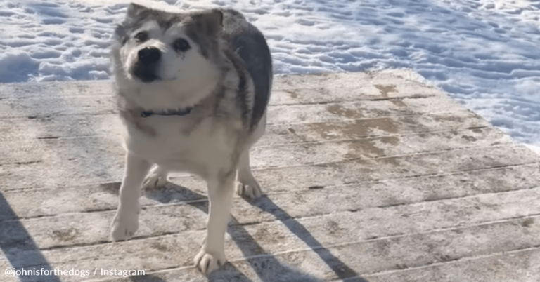 Husky Throws A Fit When His Owners Tells Him To Come Inside