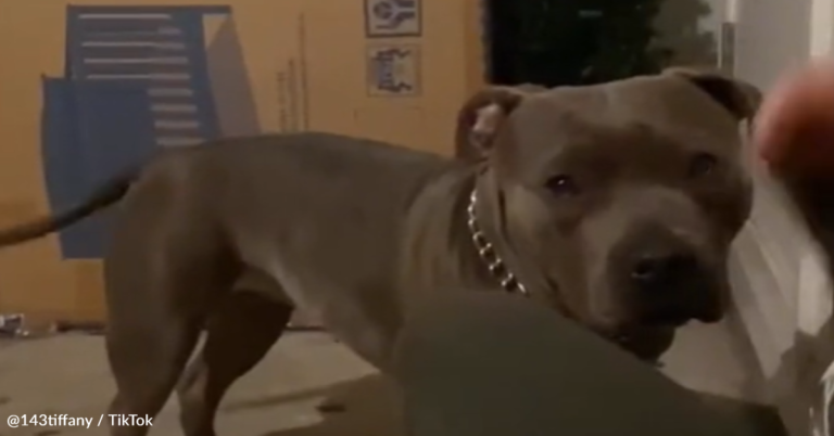 Dog Lets Out Emotional Cries After Woman Saves Her Life