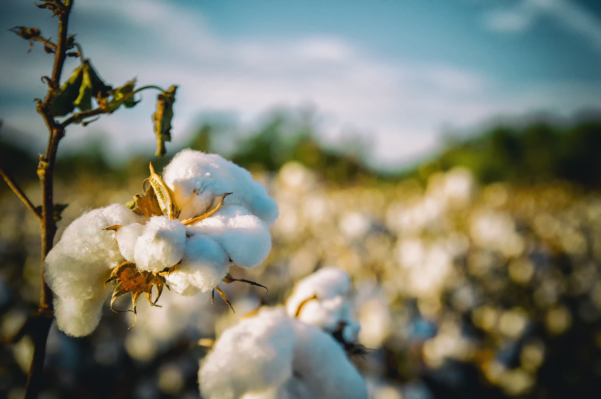cotton-in-the-field