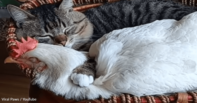 Chicken Becomes Unlikely BFFs With A House Cat