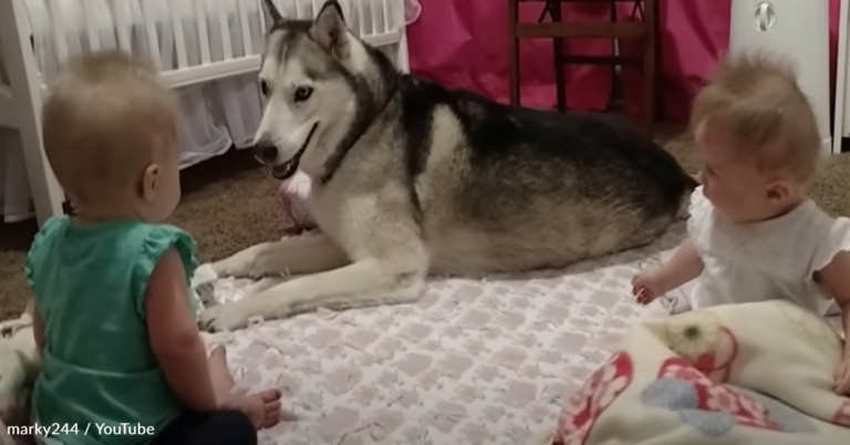 Husky Enjoys Playtime With His Baby Twin Sisters
