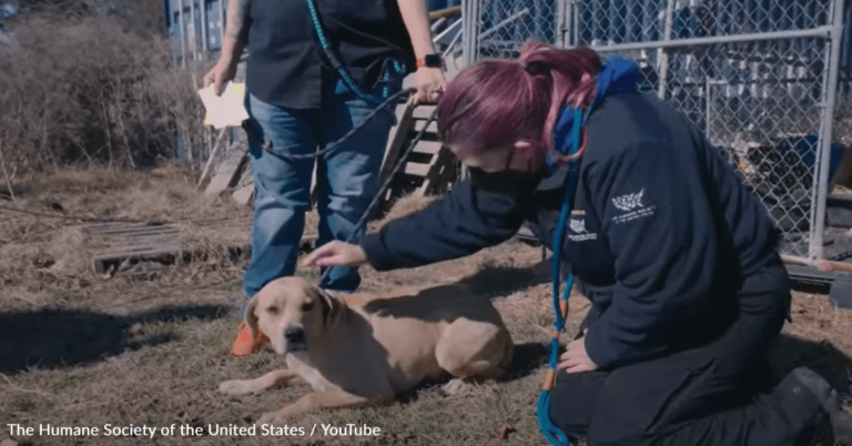 Rescuers Save 40 Dogs From Neglectful Hoarder In Texas