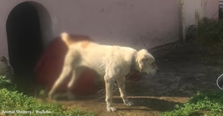 Man Leaves Dog With ‘Rabies’ Chained To Die Until Woman Steps In To Help